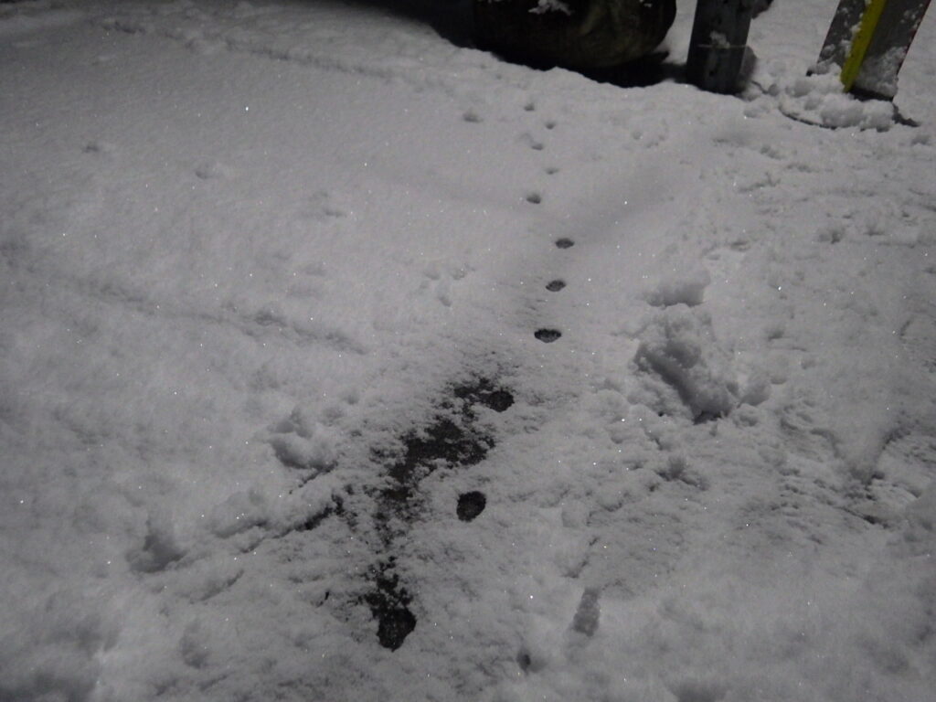 ホクエイ電設構内に残された猫さんの足跡