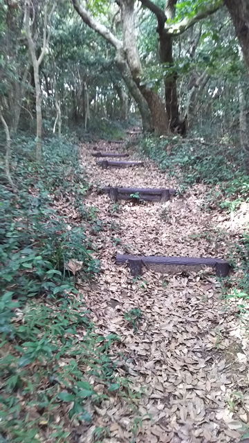式根島の遊歩道。腐りにくい樹脂製の丸太で階段が作られており歩きやすい